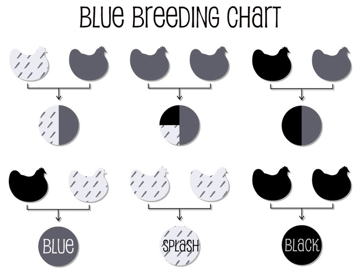 blue breeding chart for isbars alchemist farm