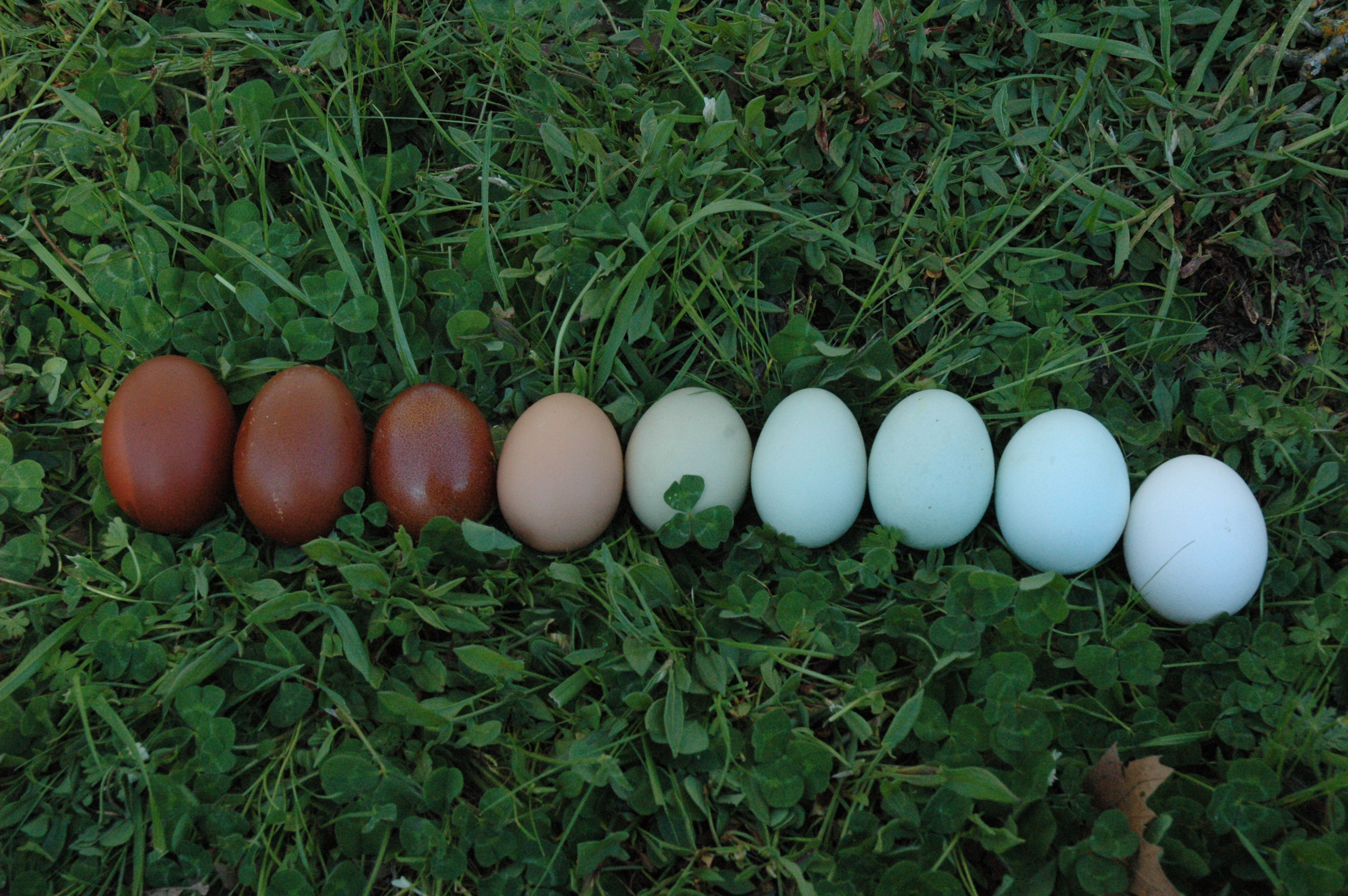 Chicks and Hatching Eggs Available April 2015