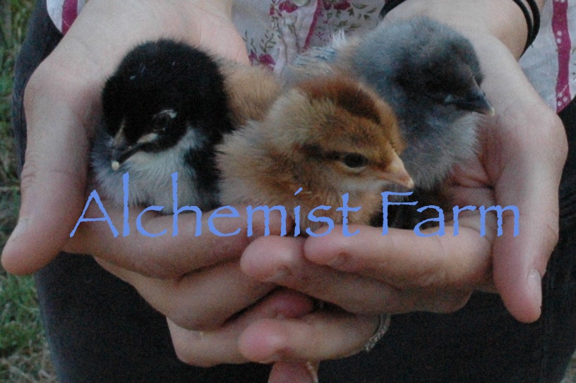 beautiful baby chicks alchemistfarm