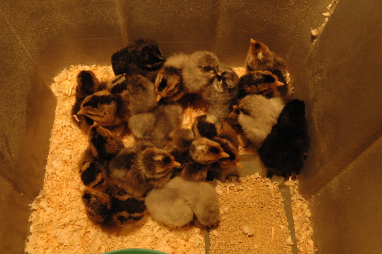 cream-legbar-and-isbar-chicks-in-brooder1-e1428473968400-744x495.jpg