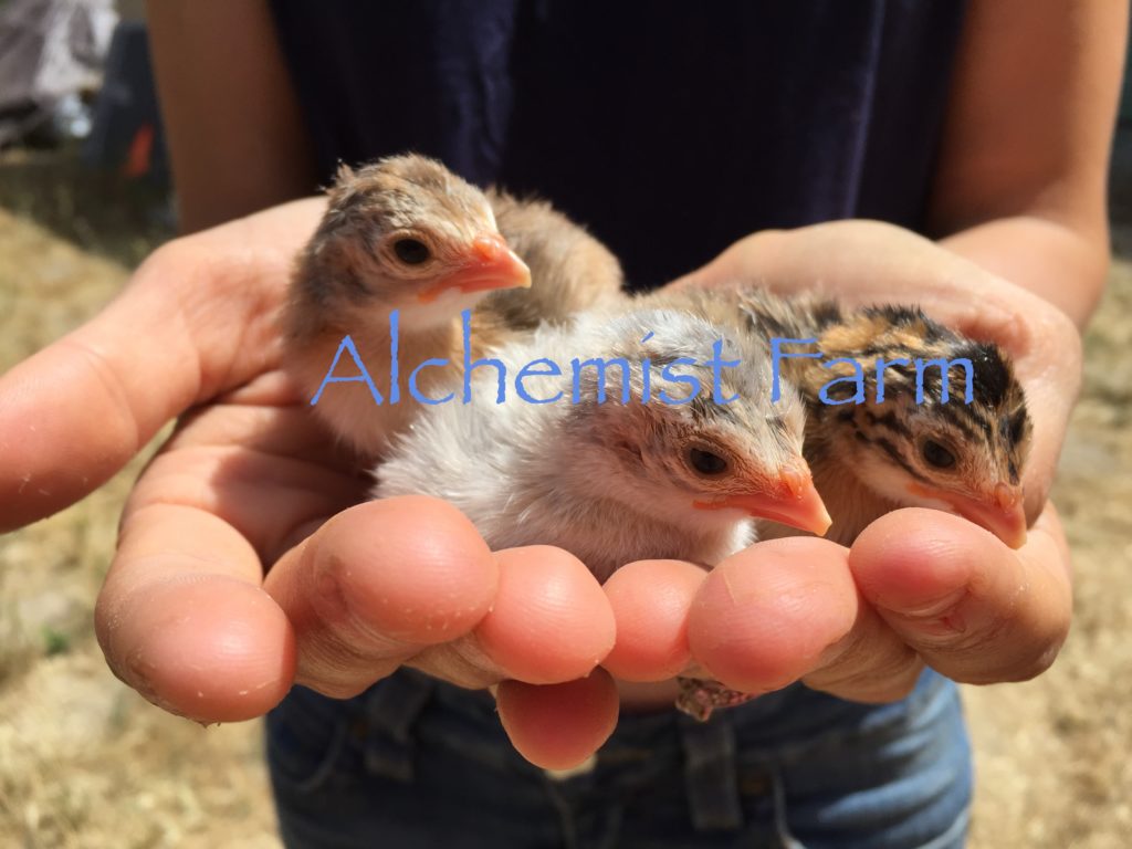 guinea keets in hands alchemist farm sebastopol