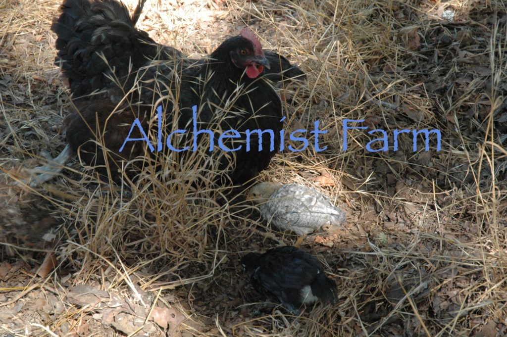 Broody Marans Hen With Her Adopted Chicks Alchemist Farm Sebastopol CA