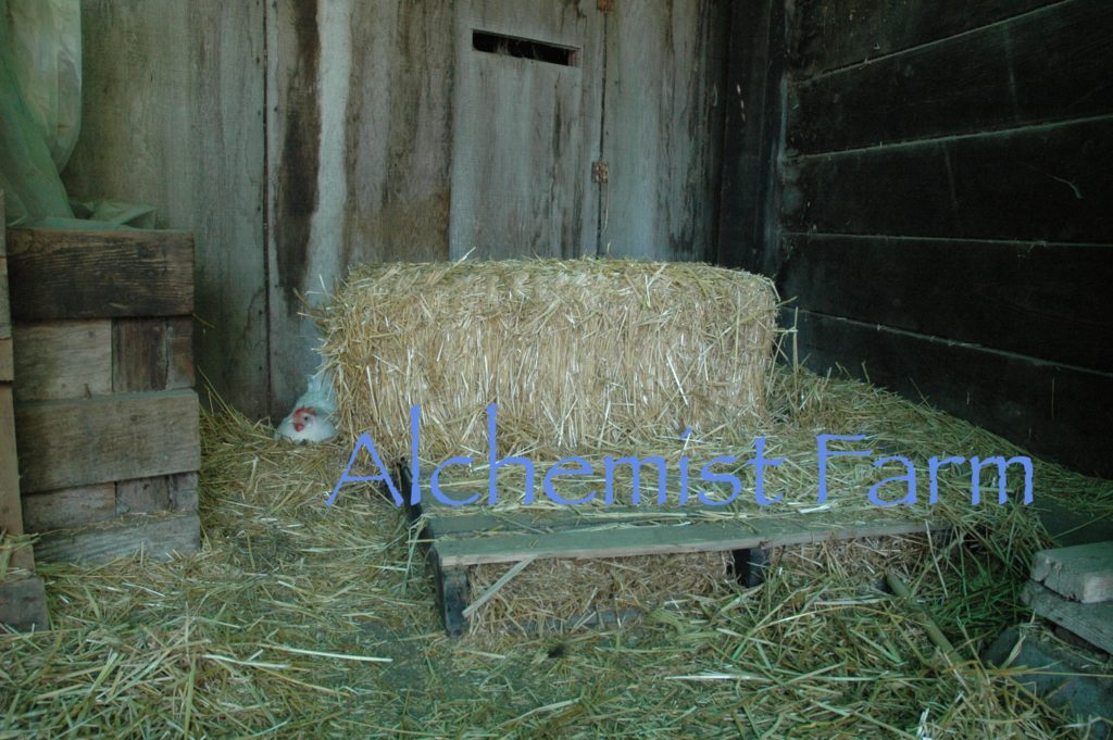 Chicken Hiding to Lay an Egg Alchemist Farm Sebastopol California