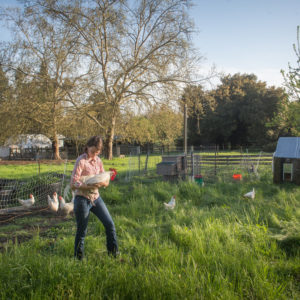 Online Chicken & Quail Keeping Classes