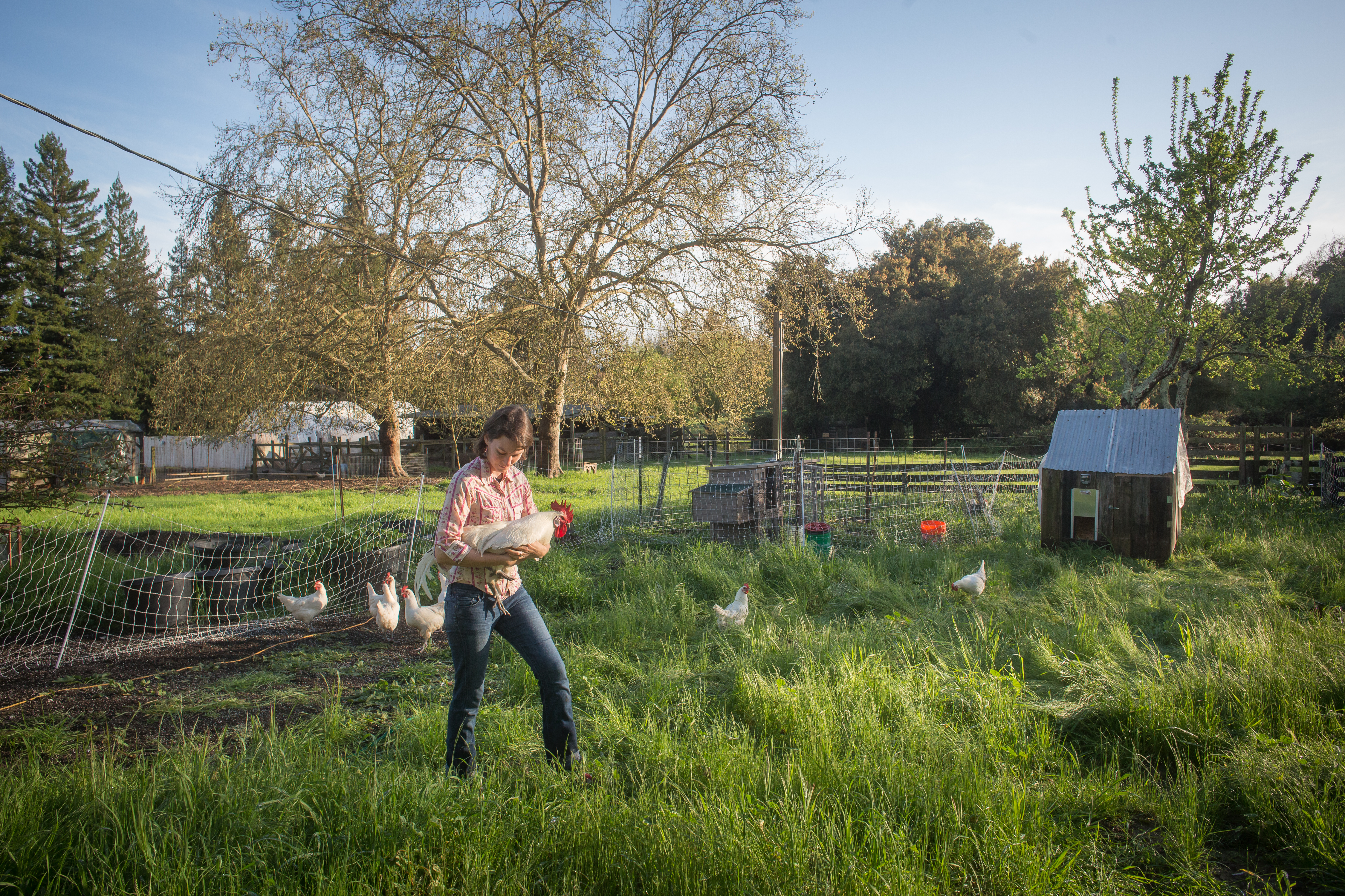 Chickens and Compost