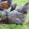 French Blue Copper Marans (Alchemist Line) - Image 2