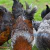 French Blue Copper Marans (Alchemist Line) - Image 4