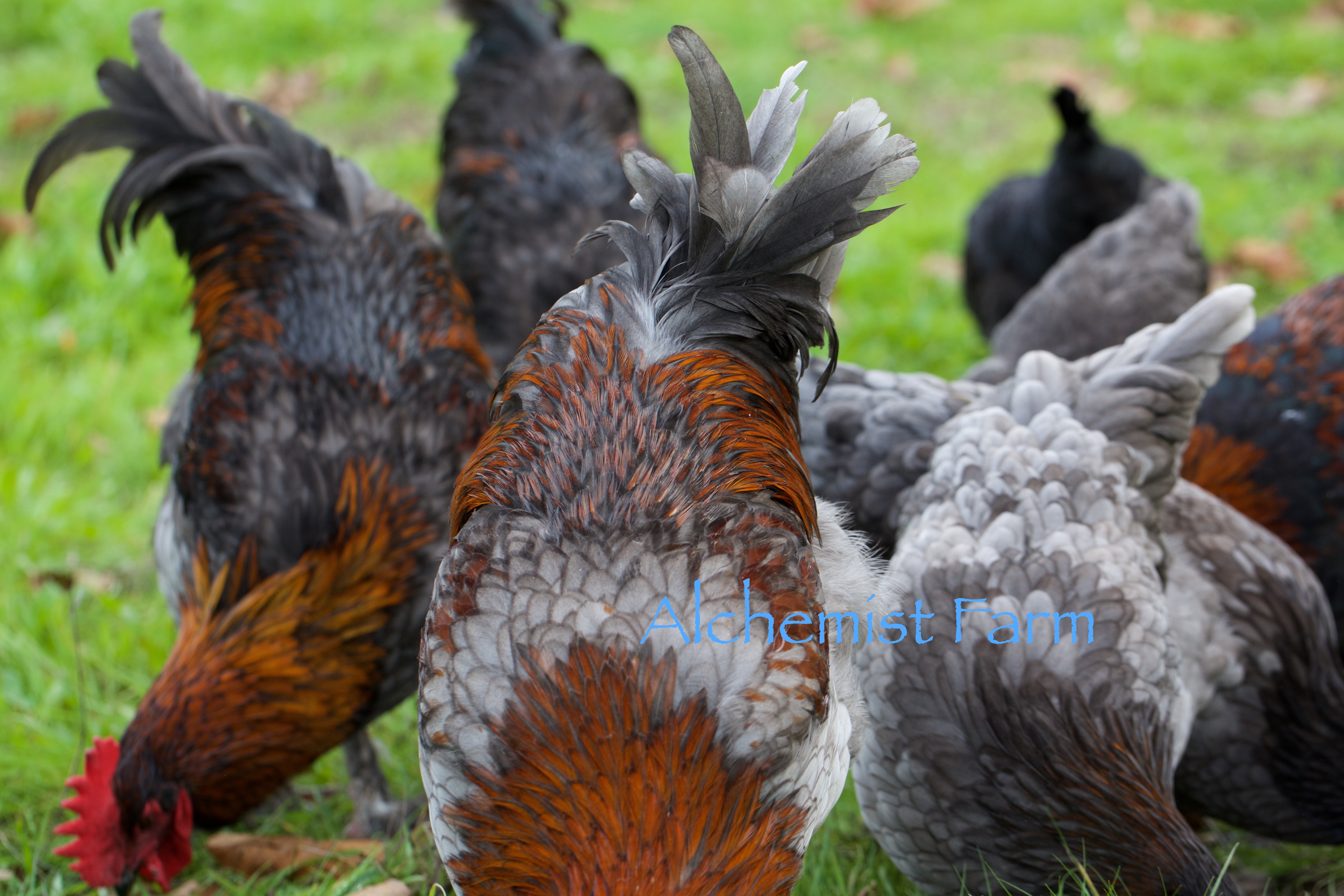 french-blue-copper-marans-rooster-alchemist-farm-sebastopol-ca-2016