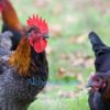 French Blue Copper Marans (Alchemist Line) - Image 3
