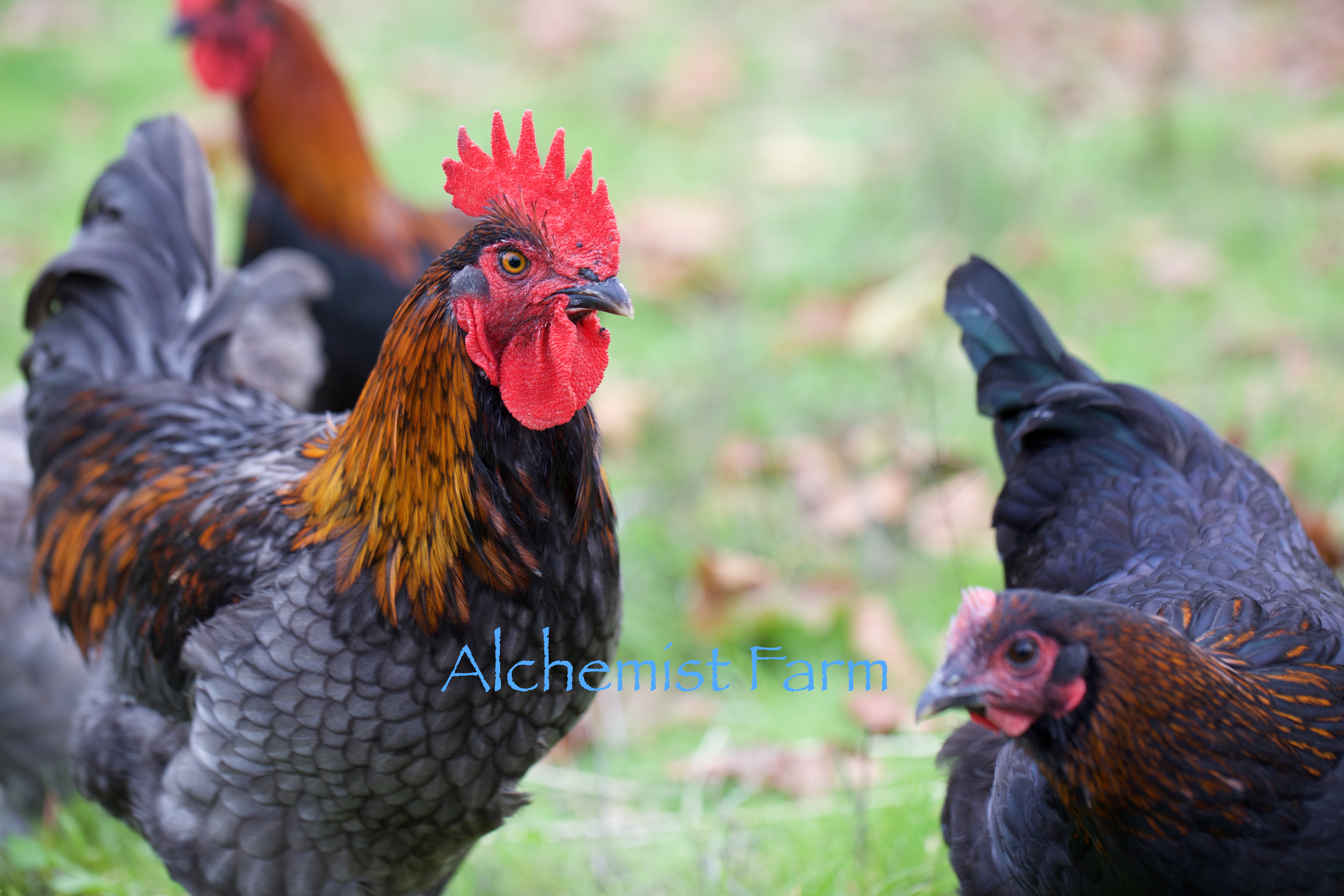 french-blue-copper-marans-rooster-next-to-black-hen-alchemist-farm-sebastopol-ca-2016