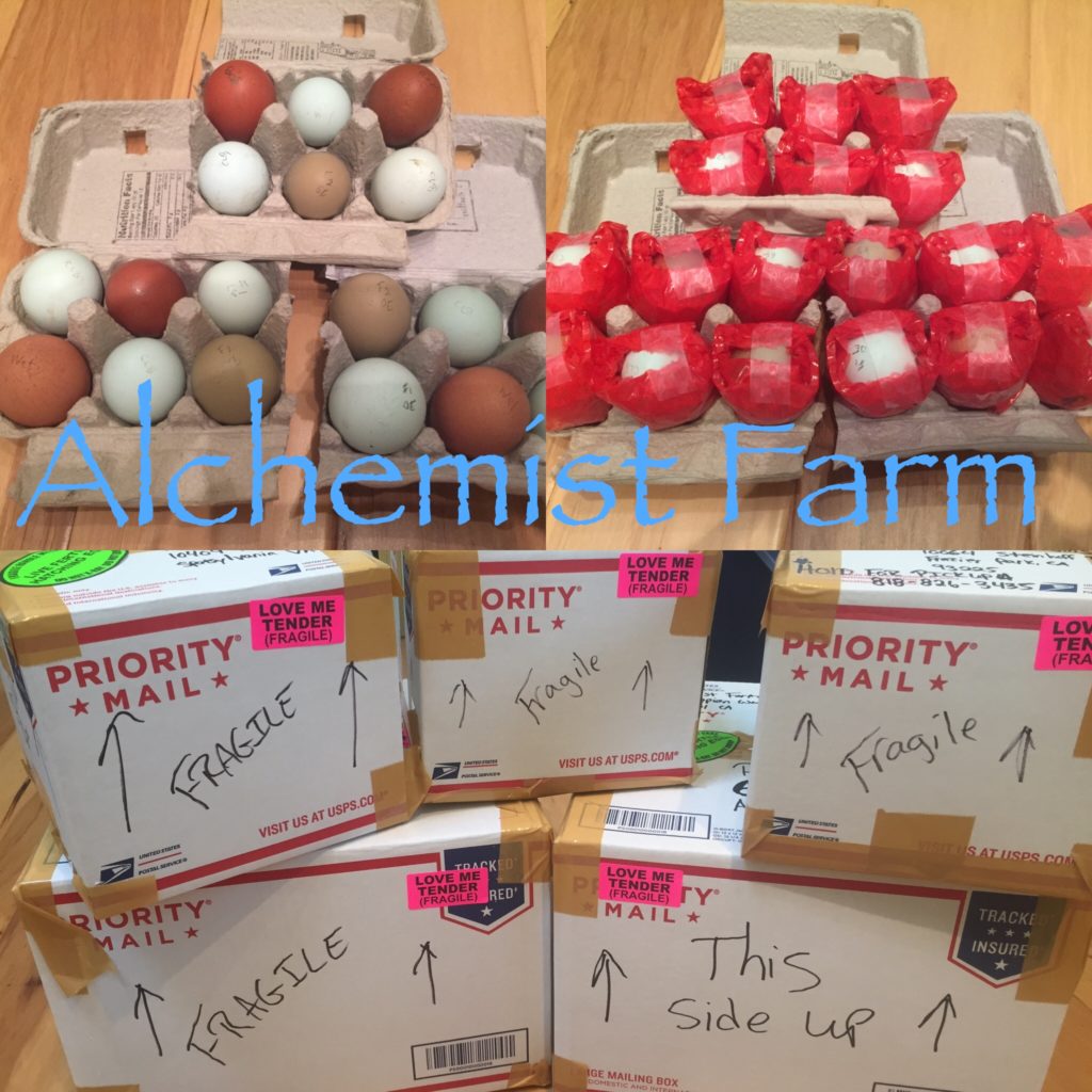packing hatching eggs alchemist farm sebastopol california