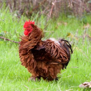 Sizzle Easter Egger 2026 Line