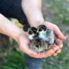 Double Silver Laced Barnevelder Chick