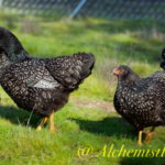 double silver laced barnevelders enjoying the pasture 2018