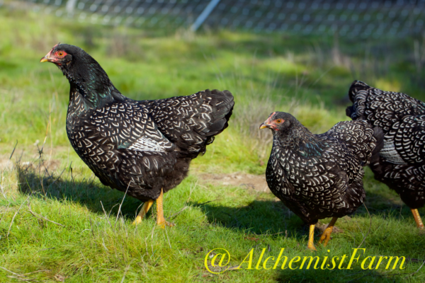 double silver laced barnevelders enjoying the pasture 2018