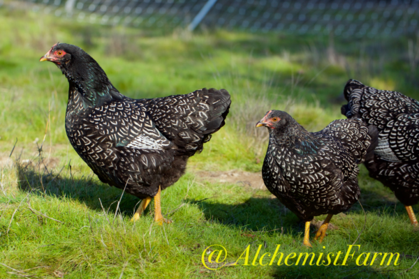 The most striking chicken in the world