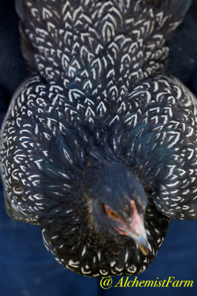 Alchemist Farm Double silver laced barnevelder