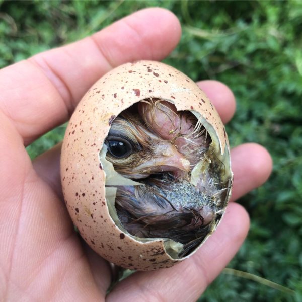 Advanced Chicken Keeping Alchemist Farm