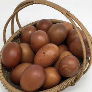 Individual French Black/Blue/Splash Copper Marans Hatching Egg