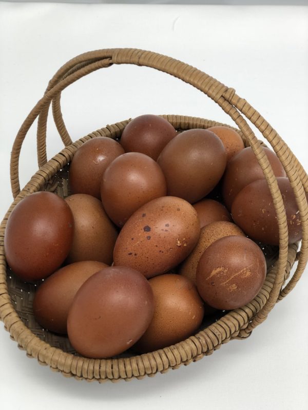 FRENCH BLACK COPPER MARAN Hatching Eggs Very Dark Chocolate Eggs Beautiful 6