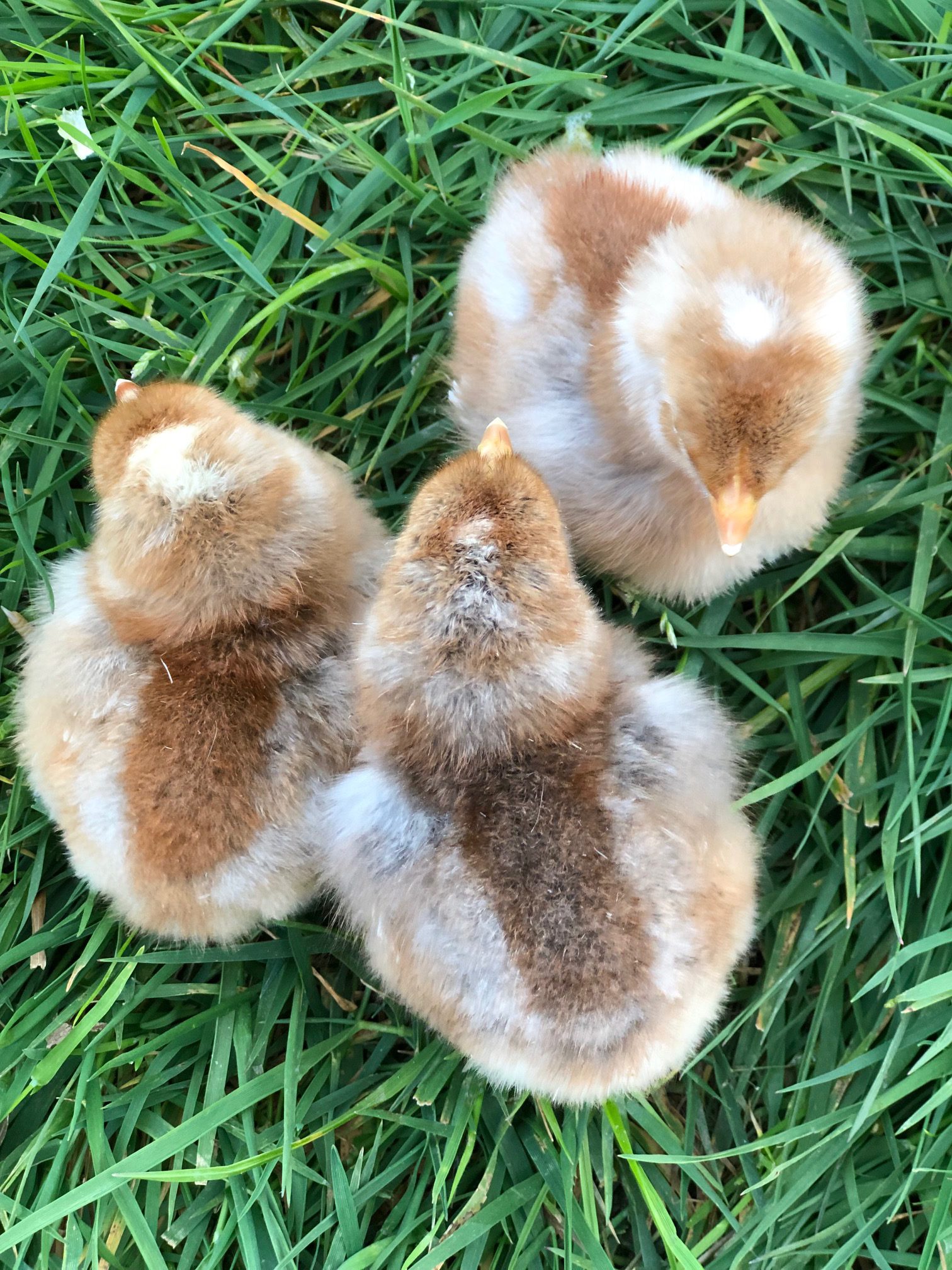 Our New Azure Blue Chickens 