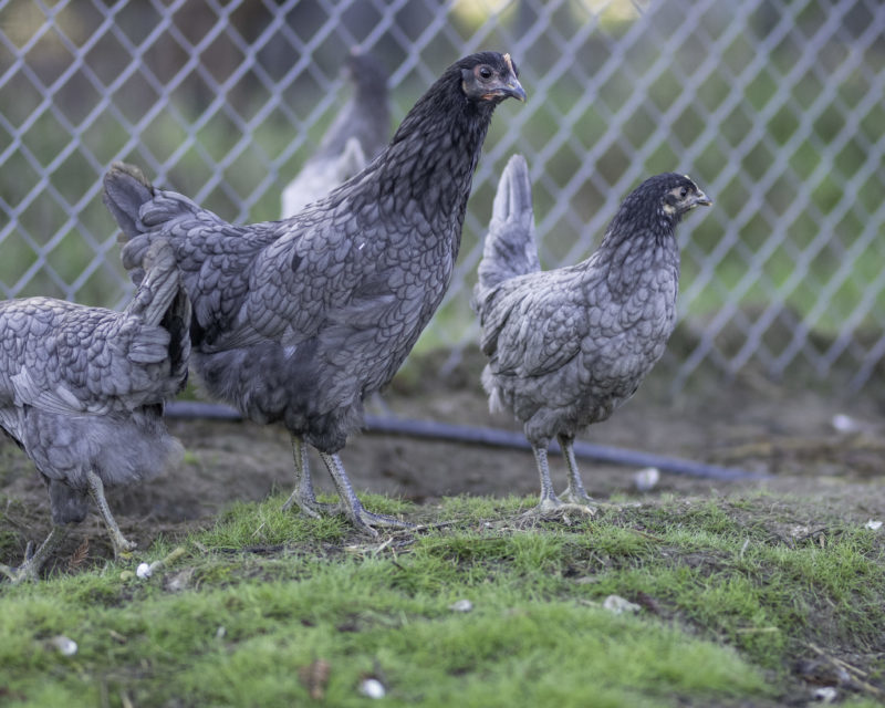 Alchemist Blue Chickens 2024 Line Alchemist Farm