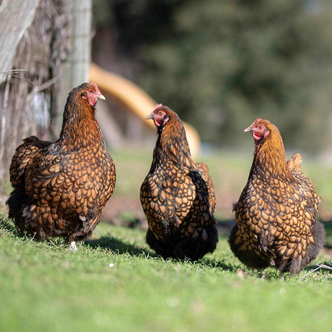 Golden Laced Orpingtons