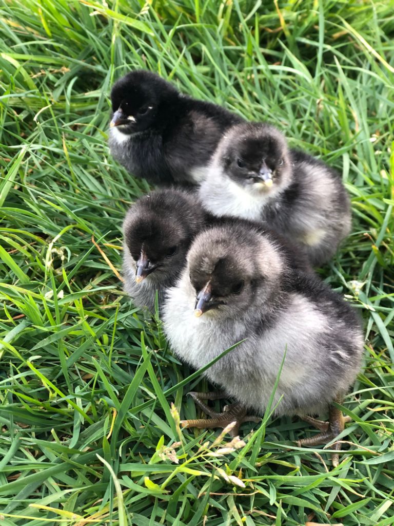 Olive Egger Chick 1st Generation Alchemist Farm