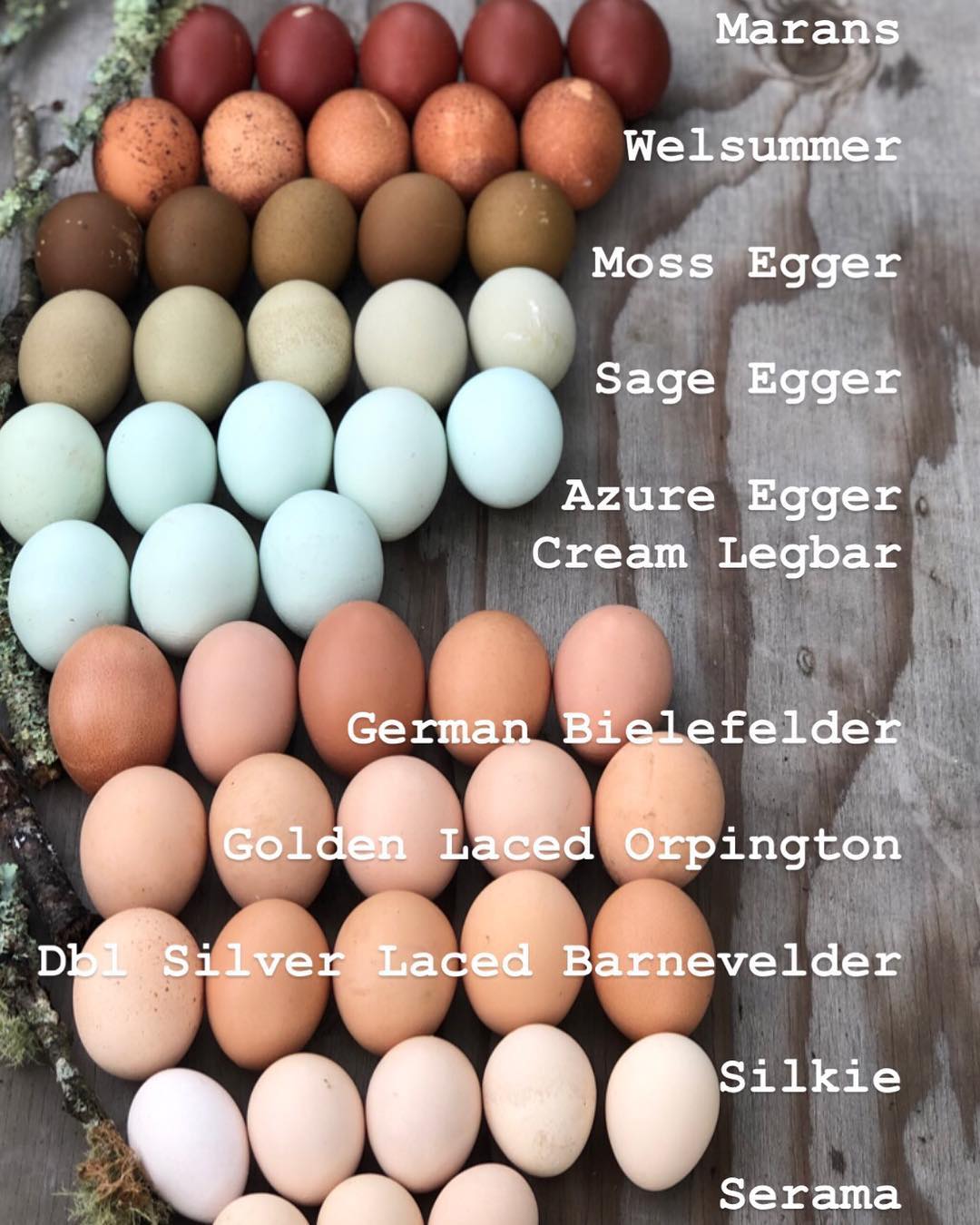 The 2019 Lineup Alchemist Farm