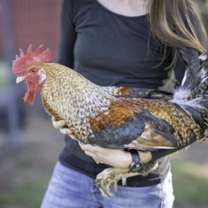 Sage Egger Male Chick 2026 Line