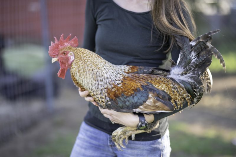 Sage Egger Male Chick 2026 Line