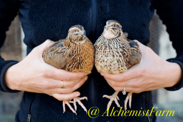 Coturnix Quail Alchemist Farm
