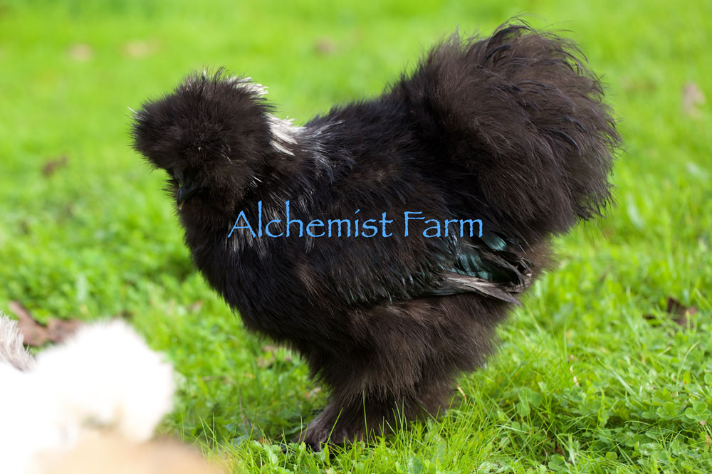 black-silkie-roo-alchemist-farm-sebastopol-ca