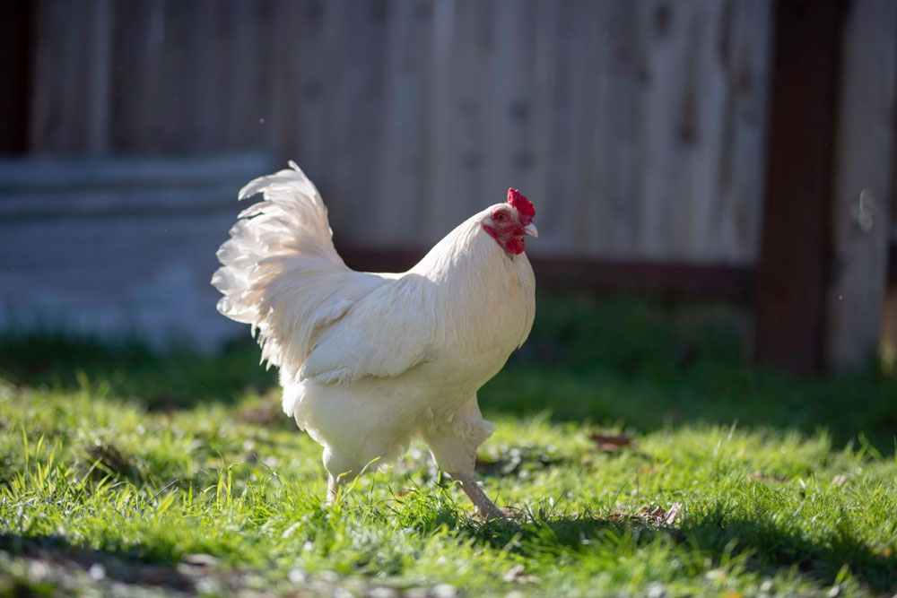 most-egger-1