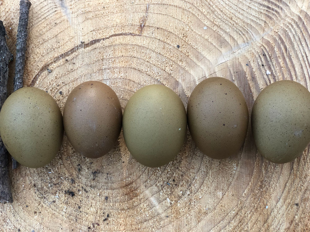 most-egger