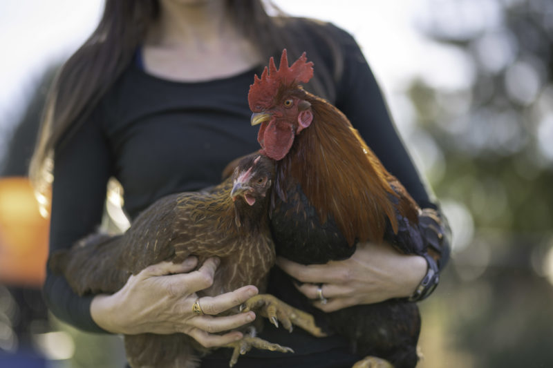 Barnyard Romance