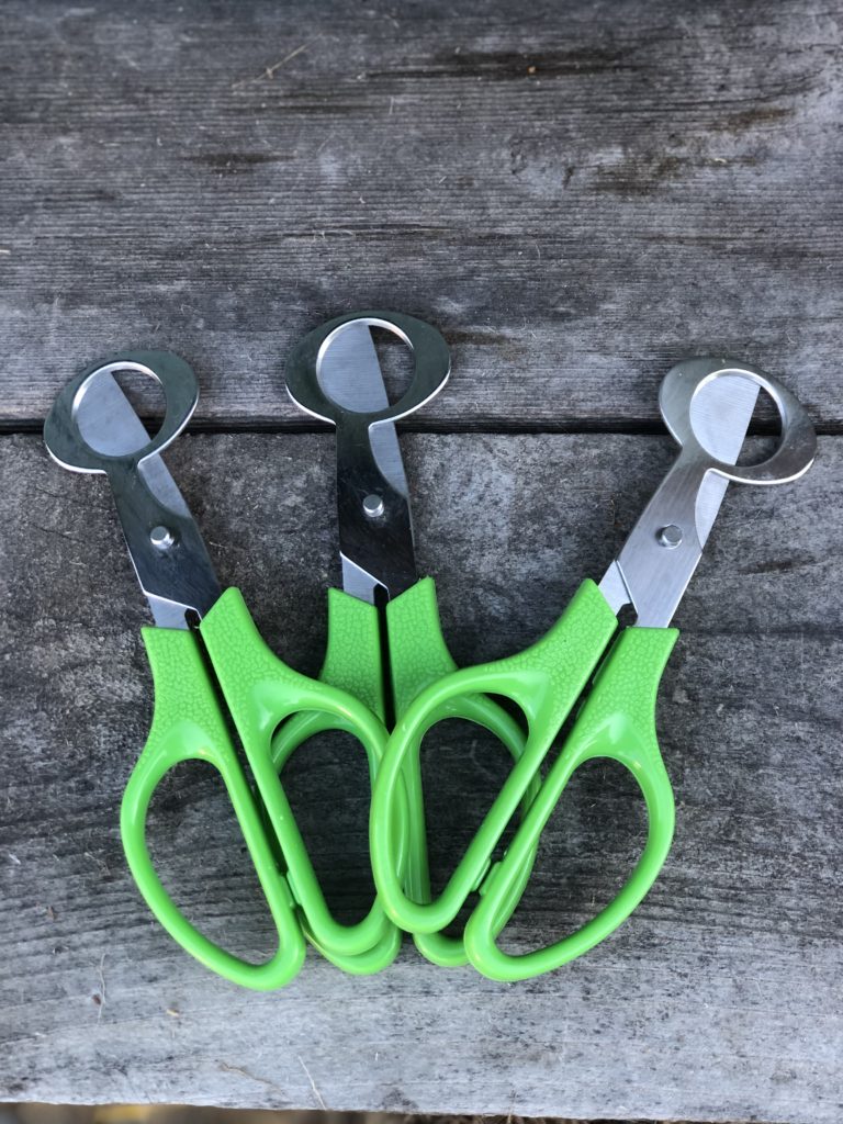 Quail Egg Opening Scissors Alchemist Farm