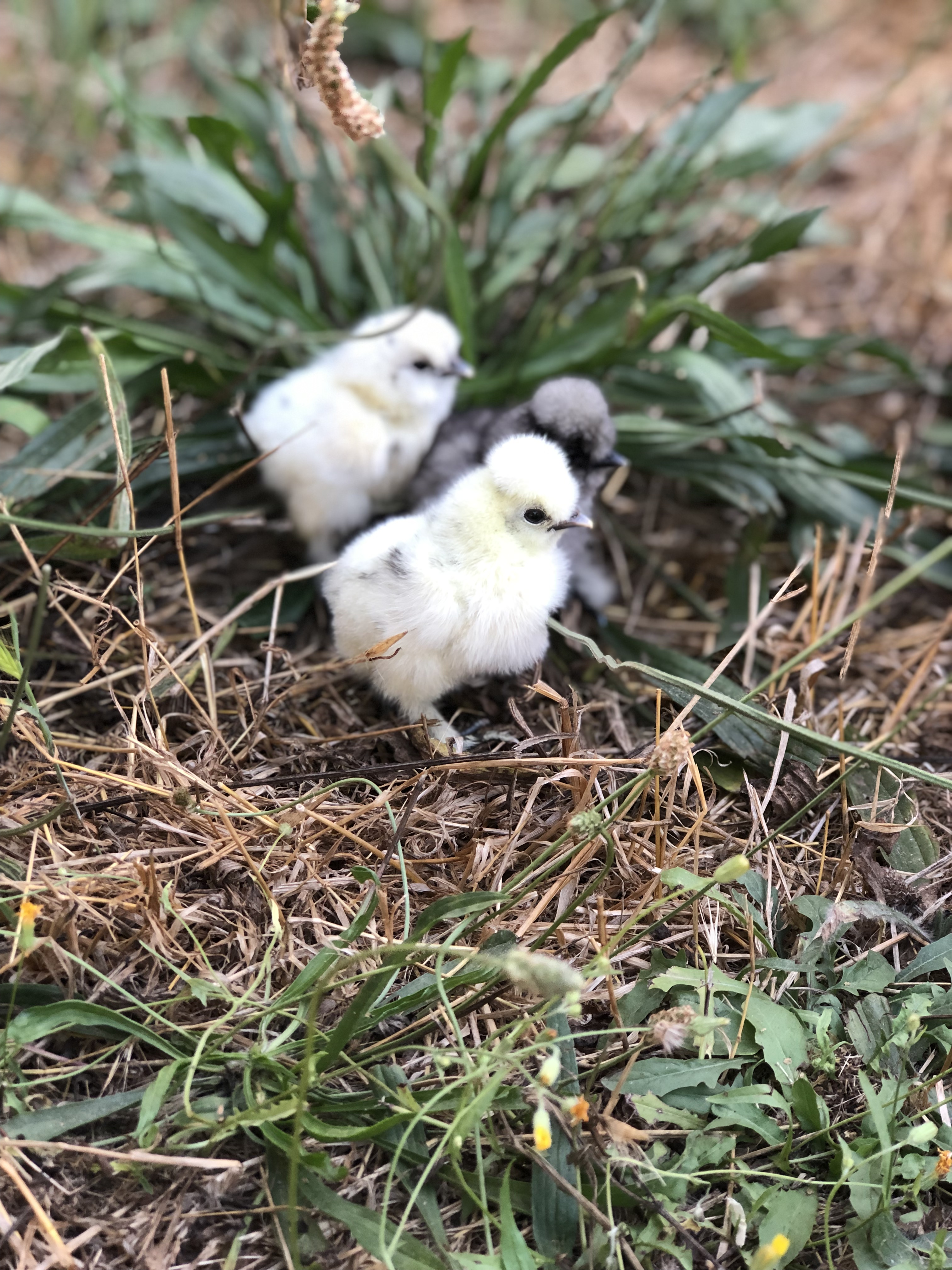 Silkie Satin