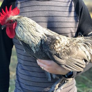 Olive Egger 1st Generation Male Chick