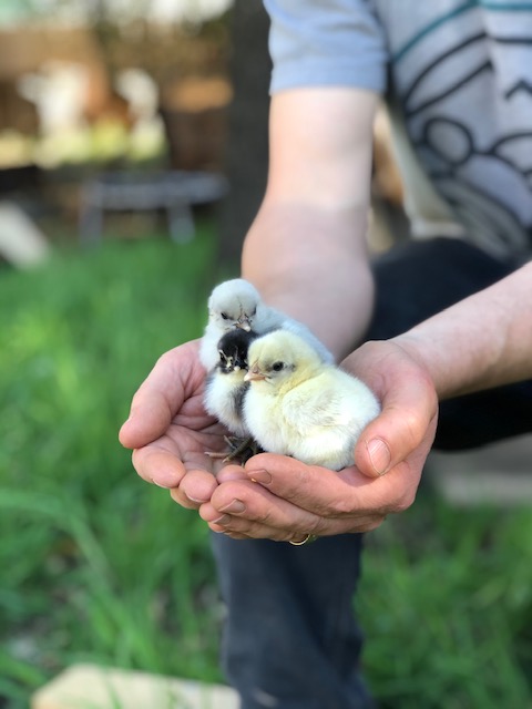 How many chicks should a beginner start with?
