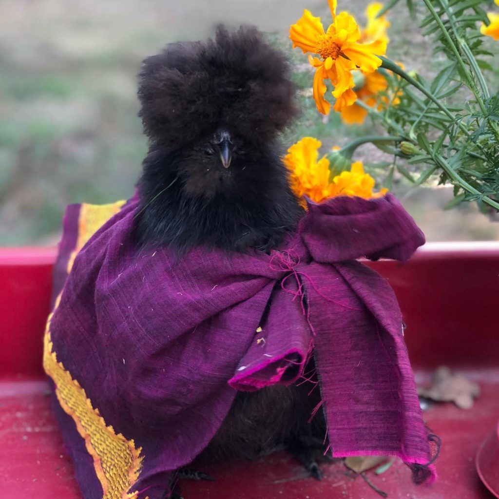 Advanced Chicken Keeping Alchemist Farm