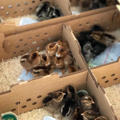 Ordering baby chicks online and receiving them in the mail