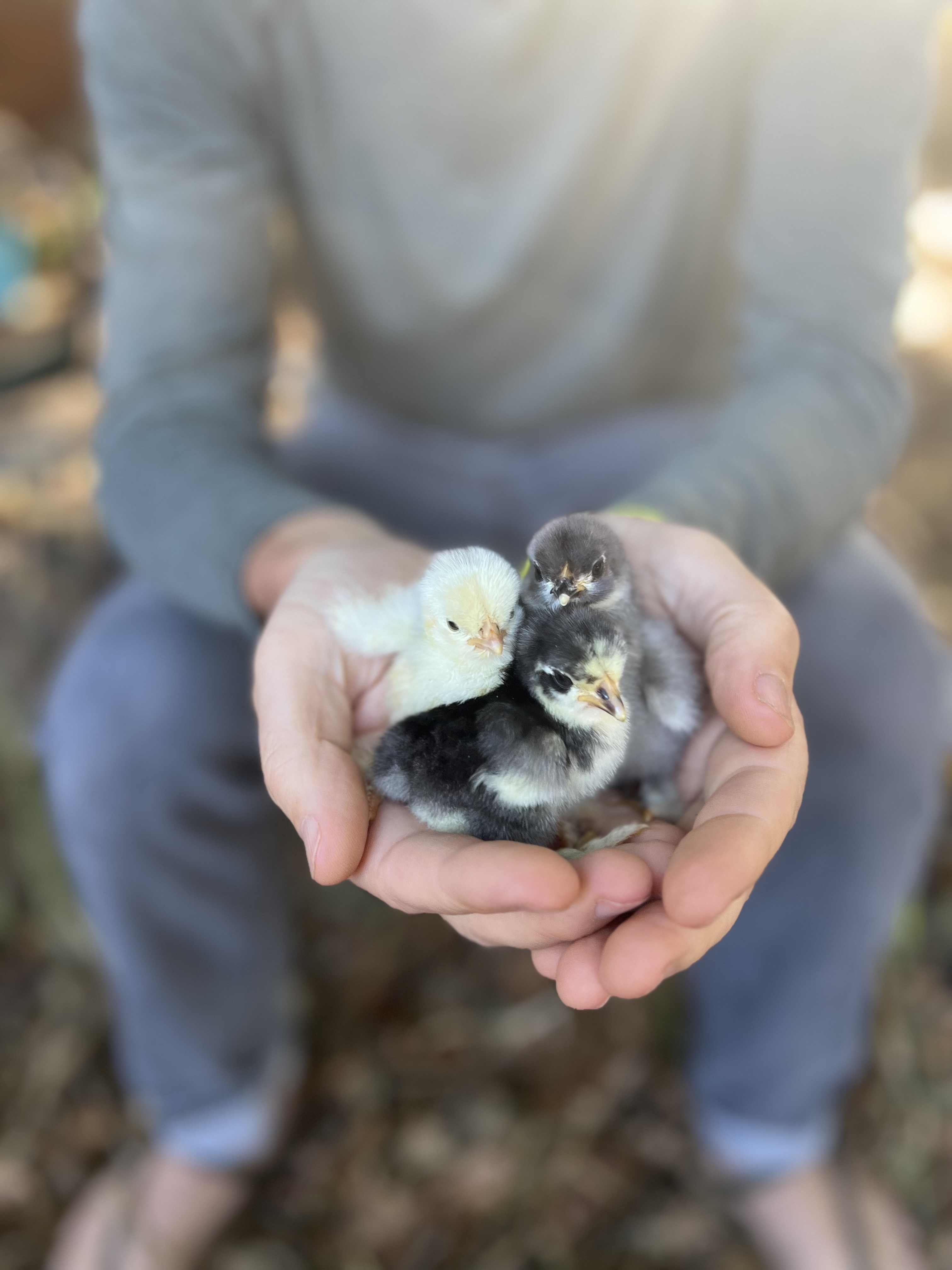 Cochin Bantam