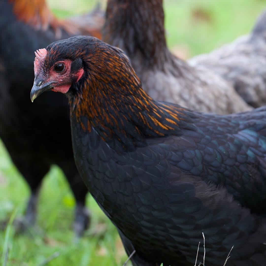 Ecological Wonders of French Black Copper Marans Chickens!