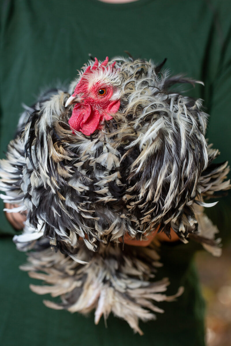 The Friendliest Chicken Breeds