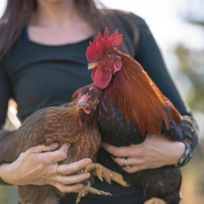 10 Essential Tips to Keep Your Chickens Cool During Hot Summers