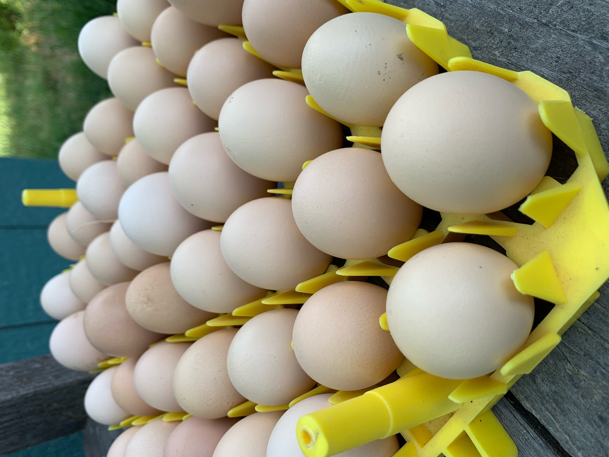Individual Double Silver Laced Barnevelder Hatching