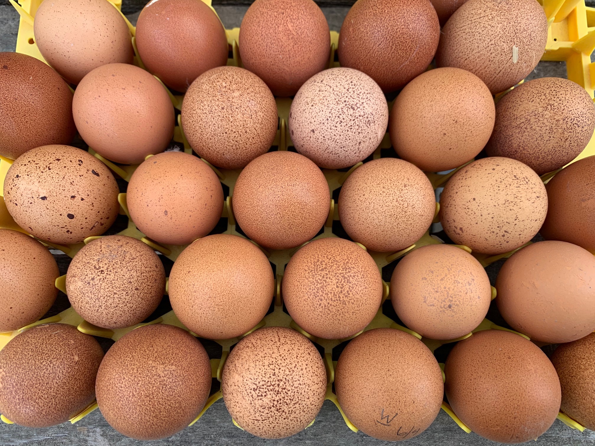 Individual Heritage Welsummer Hatching Egg - Image 2