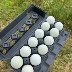 Individual Azure Egger/Alchemist Blue Hatching Egg