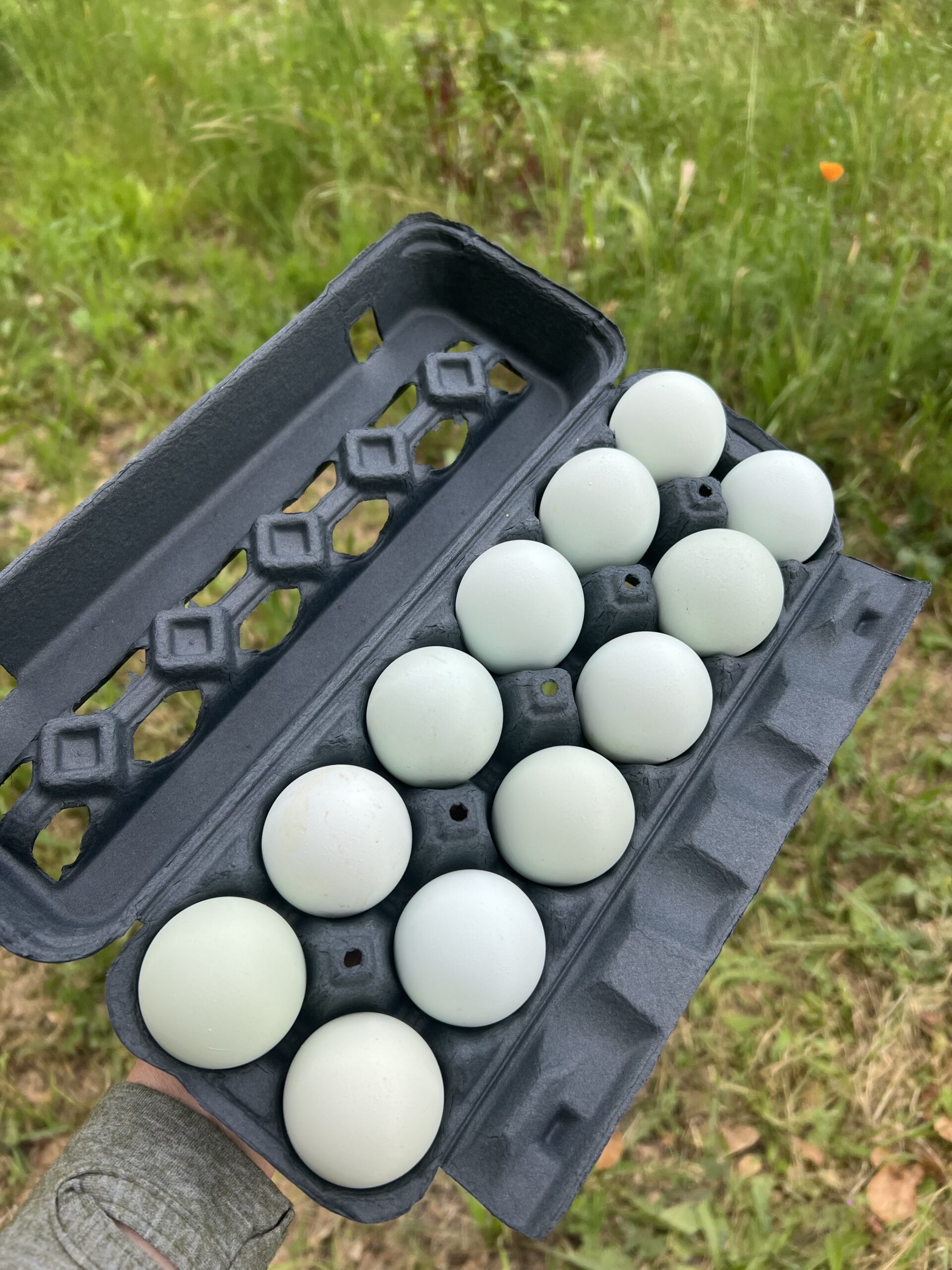 Individual Azure Egger/Alchemist Blue Hatching Egg